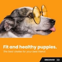 Pet Shop Banner - Billboard - 970x250px